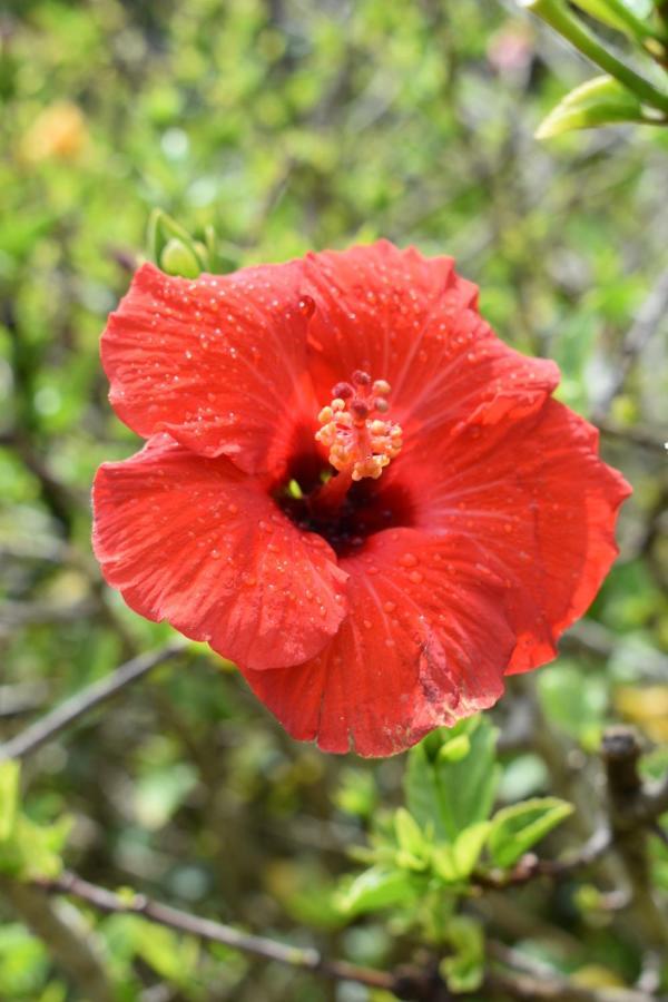 Hibiscus Bed&Breakfast Waihi Eksteriør billede
